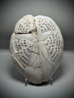 Prachtige zeldzame zee-egel - Groot 3D-exemplaar - Zee-koek