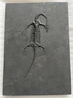 Reptile marin - Animal fossilisé - Fossil de Keichousaurus -