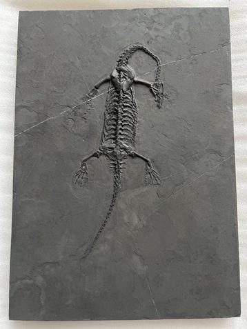 Reptile marin - Animal fossilisé - Fossil de Keichousaurus -