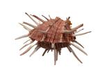 Spondylus regius in zeldzame kleurcombinatie - GEM - TOP, Nieuw