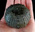 Indrukwekkende zee-egel!!! - Uitzonderlijke maat, 55 mm!!! -, Verzamelen