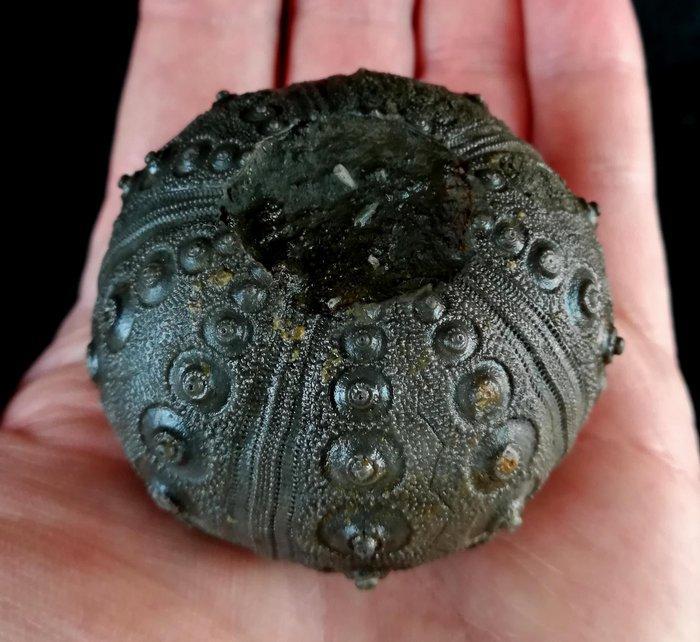 Indrukwekkende zee-egel!!! - Uitzonderlijke maat, 55 mm!!! -, Verzamelen, Mineralen en Fossielen