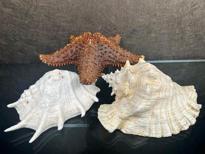 Marine Naturalia – Zeesterren & Schelpen - Gefossiliseerde, Antiek en Kunst, Curiosa en Brocante
