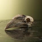 Neushoornvogel Schedel Taxidermie Opgezette Dieren By Max, Verzamelen, Ophalen of Verzenden, Nieuw, Vogel, Opgezet dier