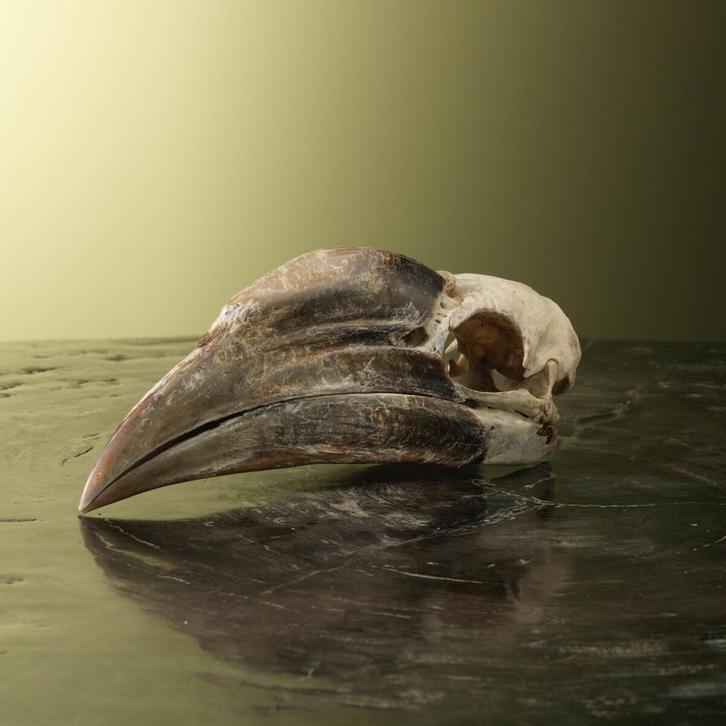 Neushoornvogel Schedel Taxidermie Opgezette Dieren By Max, Verzamelen, Dierenverzamelingen, Opgezet dier, Nieuw, Vogel, Ophalen of Verzenden