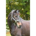 Exclusive-halster maat 1 met - twee doorngespen, grijs -, Dieren en Toebehoren, Paarden en Pony's | Overige Paardenspullen, Nieuw