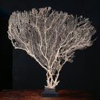Reusachtige Witte Gorgonia - Venuswaaier - Gorgonia