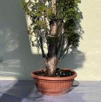 Bonsaï Genévrier (Juniperus) - Hauteur (arbre) : 86 cm -