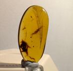 Birmese barnsteen - Barnsteen - Feather - 22 mm, Verzamelen, Mineralen en Fossielen