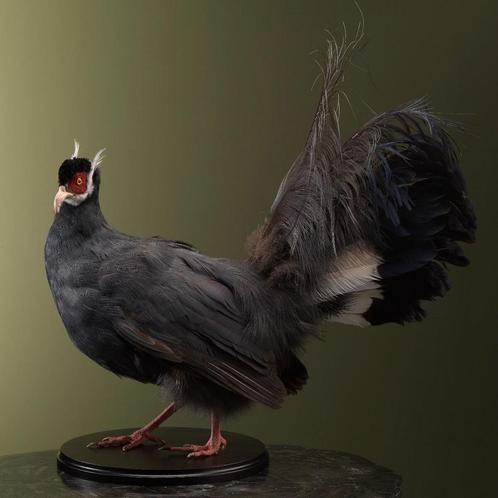 Blauwe Oorfazant Taxidermie Opgezette Dieren By Max, Verzamelen, Dierenverzamelingen, Opgezet dier, Nieuw, Vogel, Ophalen of Verzenden