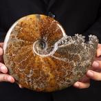 Aragonite et Calcite - Belle ammonite polie - Merveilleux, Nieuw