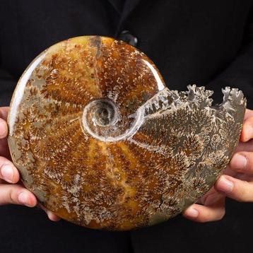 Aragonite et Calcite - Belle ammonite polie - Merveilleux