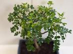 Olifantenbonsai - Hoogte (boom): 11 cm - Diepte (boom): 5 cm