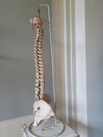 Anatomisch model - Kunststof - 1980-1990 - Wervelkolom