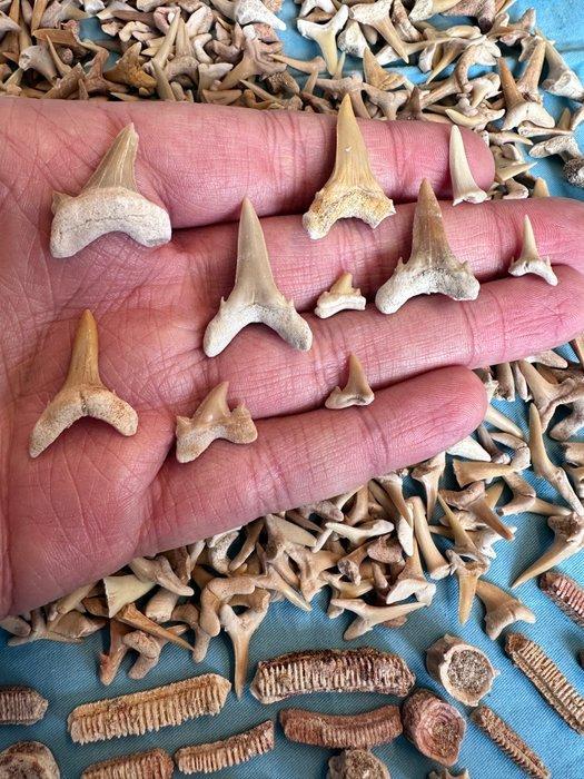 600 stuks haaien tanden, inclusief spiralen en meer !!!! -, Verzamelen, Mineralen en Fossielen