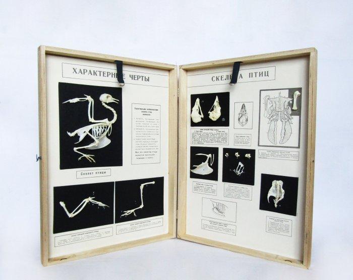 Lesmateriaal - Vintage educatief anatomisch model - skelet, Antiek en Kunst, Curiosa en Brocante