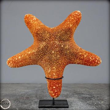 Mooie zeester Asterias Rubens op stand- 411.82 g