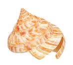 Hirases Schlitzturmschnecke Taxidermie wandmontage -, Verzamelen, Dierenverzamelingen, Nieuw