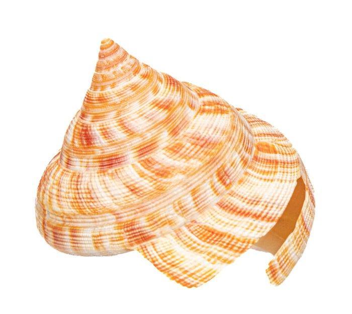 Hirases Schlitzturmschnecke Taxidermie wandmontage -, Verzamelen, Dierenverzamelingen