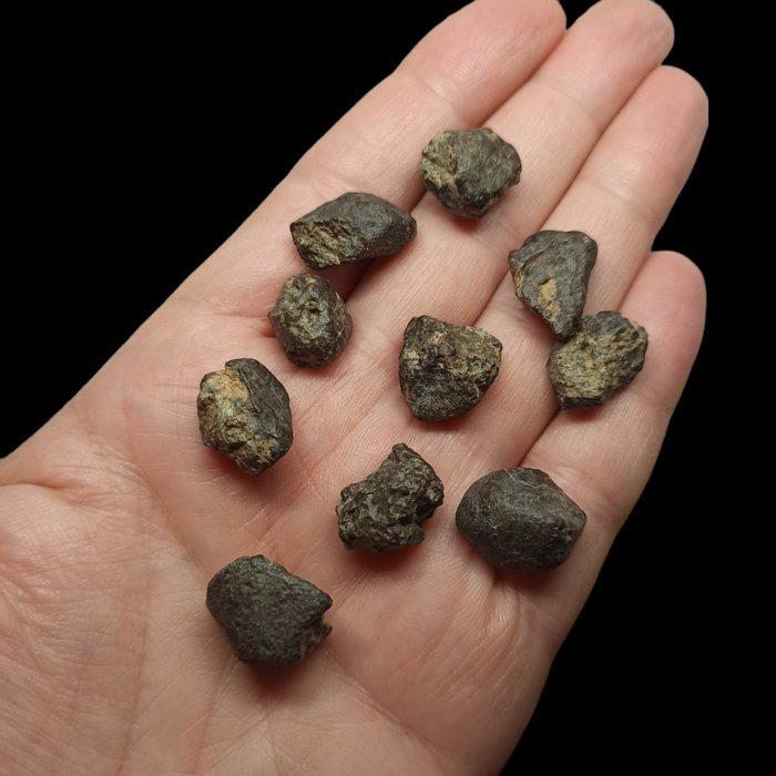 Lot van 10 meteorieten. NWA 869 (Algrië, 2000). CHONDRIET, Verzamelen, Mineralen en Fossielen