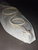 Chinese rat snake Volledig skelet met schedel - Ptyas korros, Nieuw