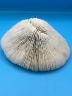 Corail Corail - Fungia sp (Sans prix de réserve), Antiquités & Art