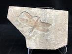 Libel - Fossiele matrix - Sinaeschnidia cansellosa - 21 cm -