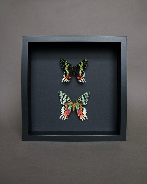 Vlinder Taxidermie volledige montage - Urania ripheus - 25, Verzamelen, Dierenverzamelingen