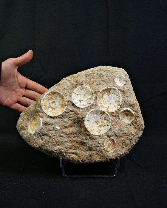 Squelette de requin Otodus Obliquus - Squelette fossile -, Collections, Minéraux & Fossiles