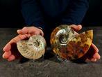 Twee ammonieten - Gefossiliseerd dier - Aioloceras, Verzamelen