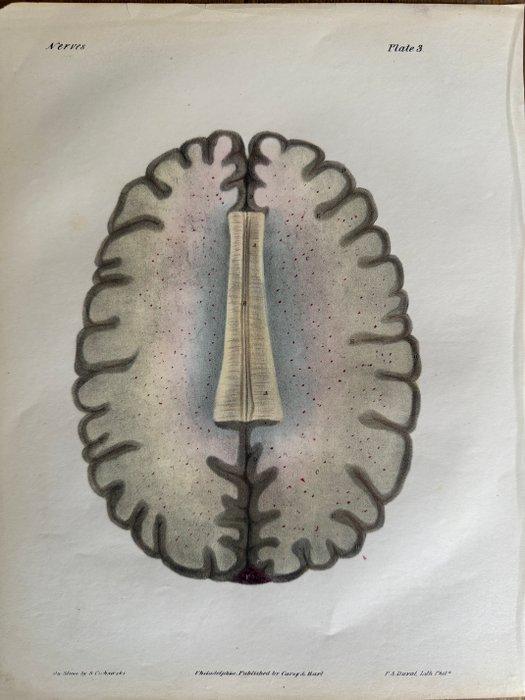 P. S. Duval (XIX) - Zeldzame anatomische gravures (6x), Antiquités & Art, Antiquités | Autres Antiquités