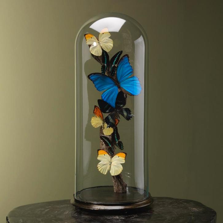 Vlinders in Stolp Taxidermie Opgezette Dieren By Max, Verzamelen, Dierenverzamelingen, Opgezet dier, Nieuw, Insect, Ophalen of Verzenden