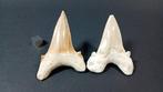 Haai - Fossiele tanden - Otodus Obliquus - 7.5 cm - 5 cm, Verzamelen