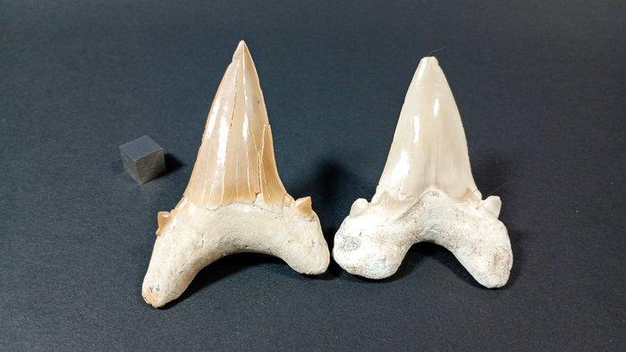 Haai - Fossiele tanden - Otodus Obliquus - 7.5 cm - 5 cm, Verzamelen, Mineralen en Fossielen