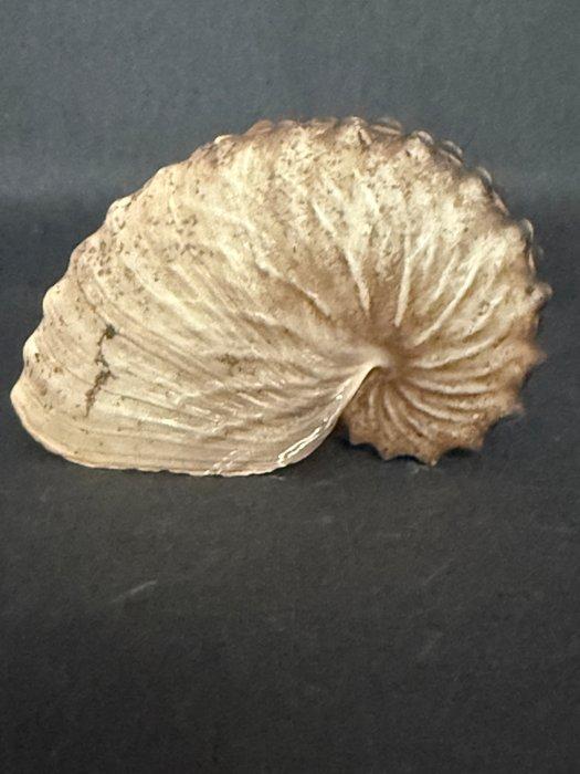 Nautilus Zeeschelp - M-962 ARGONAUTA HIANS (Zonder, Verzamelen, Dierenverzamelingen