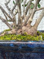 Bonsai Filirea - Hoogte (boom): 20 cm - Diepte (boom): 25 cm