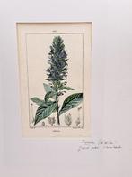 Pierre Jean François Turpin (1775-1840) - Flore médicale -, Antiek en Kunst