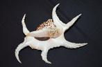 Zeeslak Zeeschelp - M-991 HARPAGO CHIRAGRA (Zonder, Nieuw