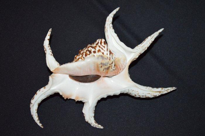 Zeeslak Zeeschelp - M-991 HARPAGO CHIRAGRA (Zonder, Verzamelen, Dierenverzamelingen