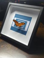 Vlinder Taxidermie volledige montage - Julia - Dryas iulia -, Verzamelen, Nieuw