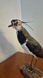 Kieviet met kuif - Taxidermie volledige montage - Vanellus, Nieuw