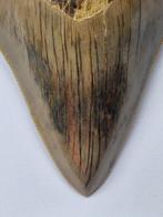 Megalodon - Fossiele tand - 10 cm (Zonder Minimumprijs), Verzamelen, Mineralen en Fossielen