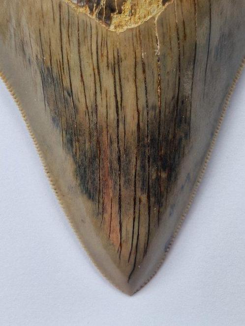 Megalodon - Fossiele tand - 10 cm (Zonder Minimumprijs), Verzamelen, Mineralen en Fossielen