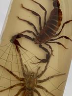 Red scorpion and Huntsman spider Taxidermie volledige