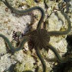 Ophiarachna Ingrassata S (Circa 10 cm), Dieren en Toebehoren