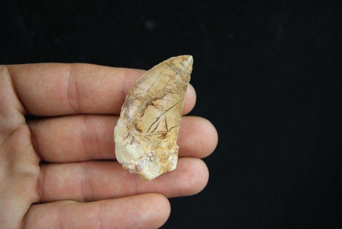 Dinosaurus - Fossiele tand - Abelisauridae sp. Raro terópodo, Verzamelen, Mineralen en Fossielen