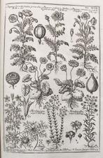 Morandi - Historia Botanica - 1744, Antiquités & Art