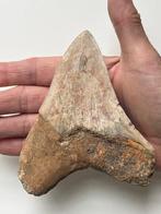 Megalodon tand 12,3 cm - Fossiele tand - Carcharocles, Verzamelen, Mineralen en Fossielen