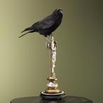 Zwarte kraai Taxidermie volledige montage - Corvus corone -, Verzamelen, Nieuw