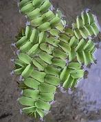 ACTIE: 4 cups met Salvinia Natans nu €11.99, Ophalen of Verzenden, Nieuw, Plant(en), Steen of Hout